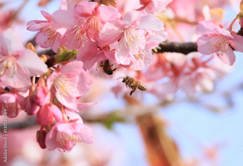 Obraz premium ミツバチと河津桜