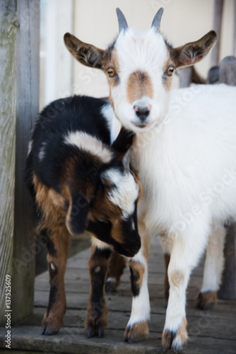 two little goats