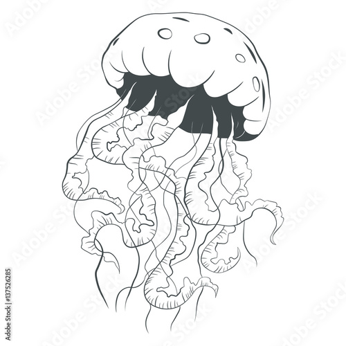 Jellyfish line art style