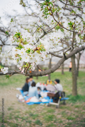 People go picnic with the cherry blossoms flower in the garden