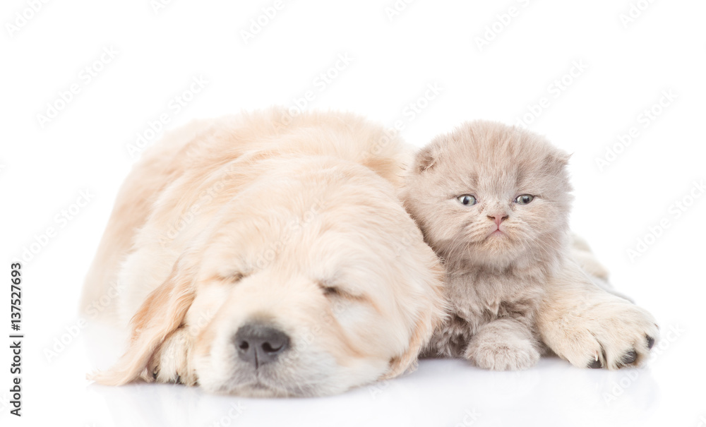 Sleeping golden retriever puppy embracing tiny kitten. isolated on white background