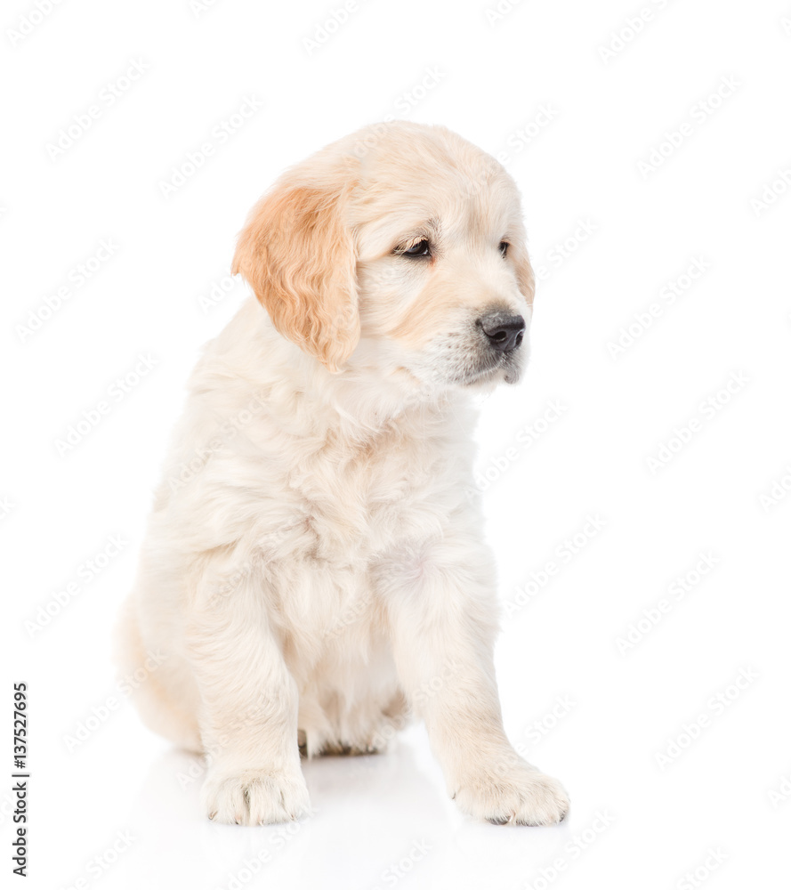 Cute golden retriever puppy looking away. isolated on white background Cute golden retriever puppy looking away. isolated on white background