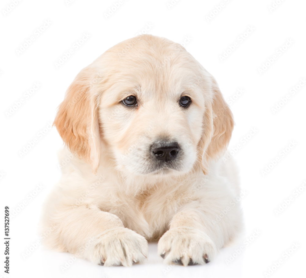 Golden Retriever puppy lying in front view. isolated on white background Golden Retriever puppy lying in front view. isolated on white background