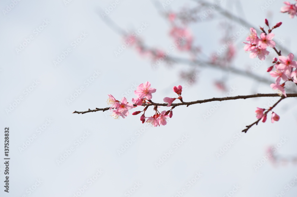 the Prunus cerasoides flowers and sky backgrounds the Prunus cerasoides flowers and sky backgrounds