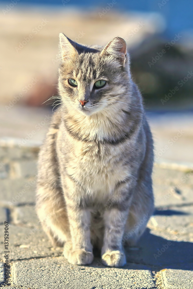 street cat close up