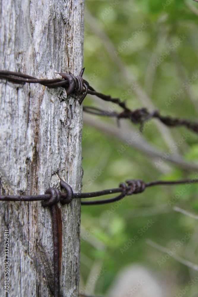 Rusty barbed wire wrapped around on an old fence post Rusty barbed wire wrapped around on an old fence post