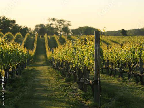 Grape Vineyard