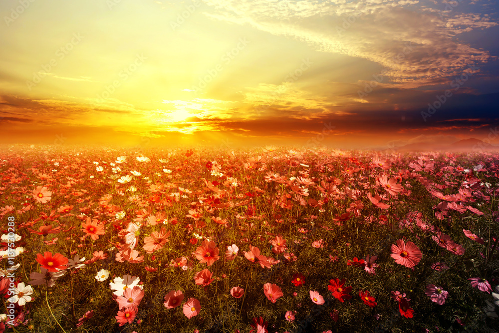 Landscape nature background of beautiful pink and red cosmos flower field  with sunset. vintage color tone Stock Photo | Adobe Stock