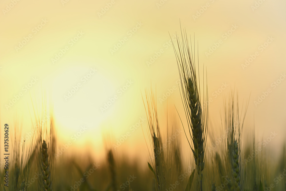 Silhouette of Wheat Stem