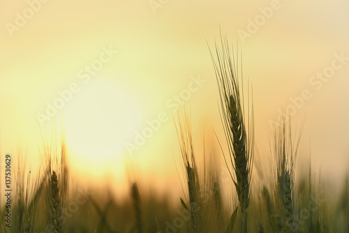 Silhouette of Wheat Stem