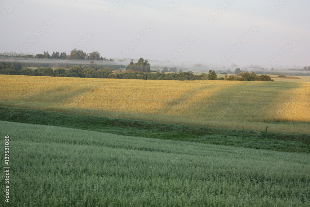 Fields in the morning./Green field with oats, a yellow field with a rye and bushes with strips of a fog in the morning.