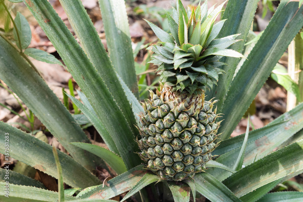 Pineapple tree. Pineapple tree.