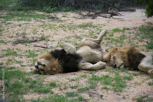 Lazy Lions © Sanjiv
