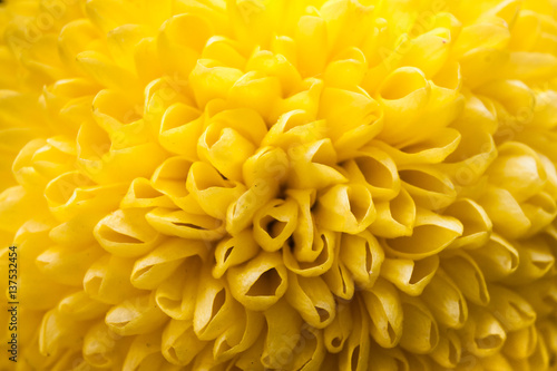 Flower Closeup