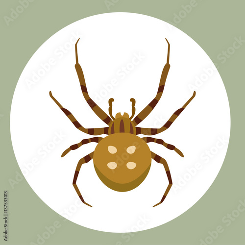 Fototapet Spider silhouette arachnid fear graphic flat scary animal poisonous design nature phobia insect danger horror tarantula halloween vector icon