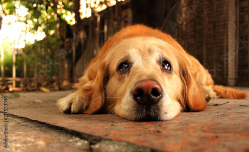 Sad dog,Golden retriever dog