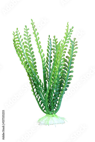 artificial  green marine plant in dry paint
