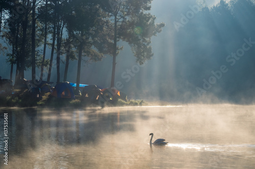 Scenic pine forest sunlight shine with swan on fog reservoir in morning at pang oung