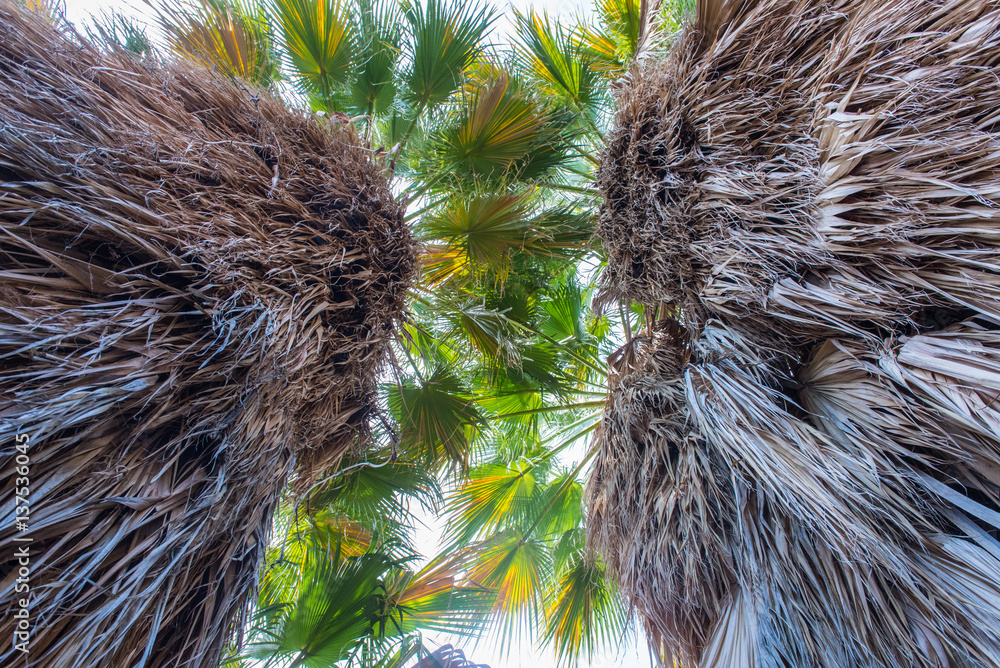 Obraz premium Looking up at the trunk of a palm tree