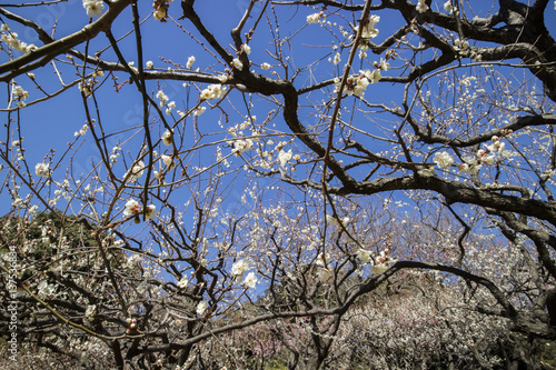 Japanese apricot