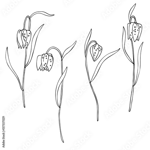 vector white black contour sketch of fritillaria meleagris bell wild flowers