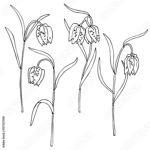 vector white black contour sketch of fritillaria meleagris bell wild flowers