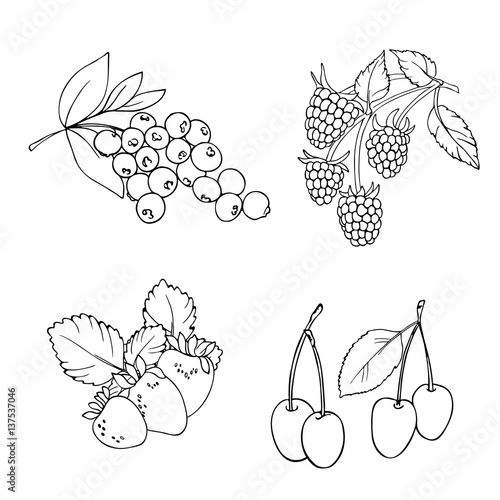 vector white black contour sketch of berryeis set blueberry raspberry strawberry cherry