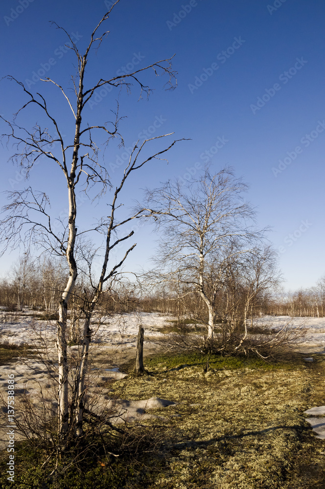 Obraz premium Naked birch trees and blue sky in the early spring. Snow in some places