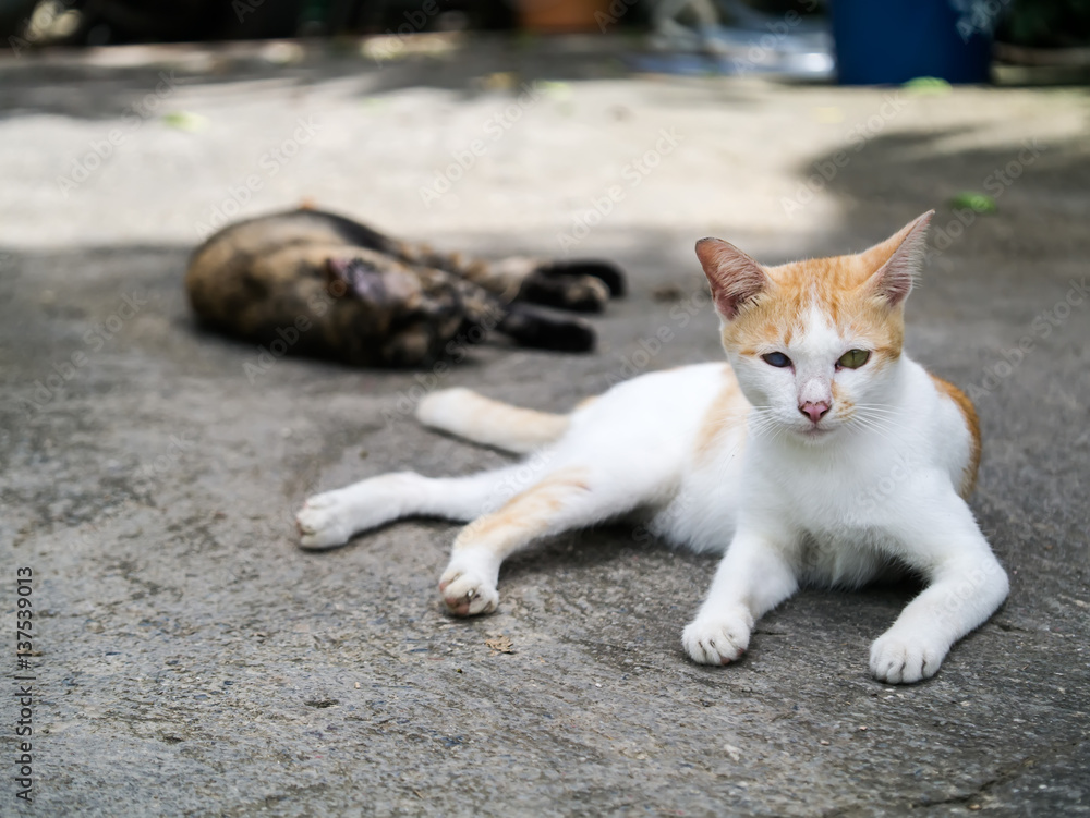 One blind cat lying on the ground beside the road. One blind cat lying on the ground beside the road.