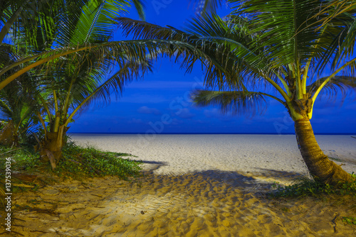 tropical beach with coconut palm tree