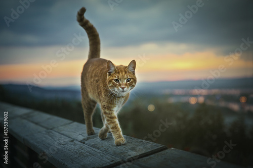 Canvas Print Sunset cat