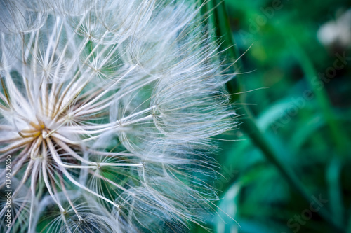 Tragopogon pseudomajor S. Nikit. Dandelion