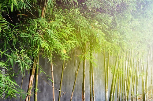 the bamboo trees and the wall in chinese or japanese style