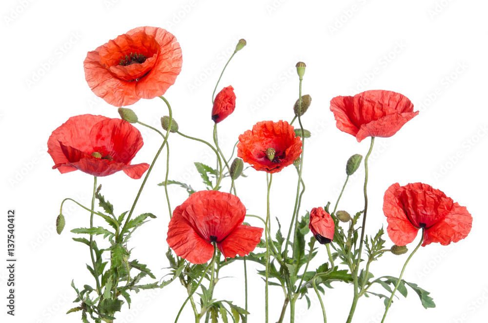 Obraz premium czerwone maki na białym tle