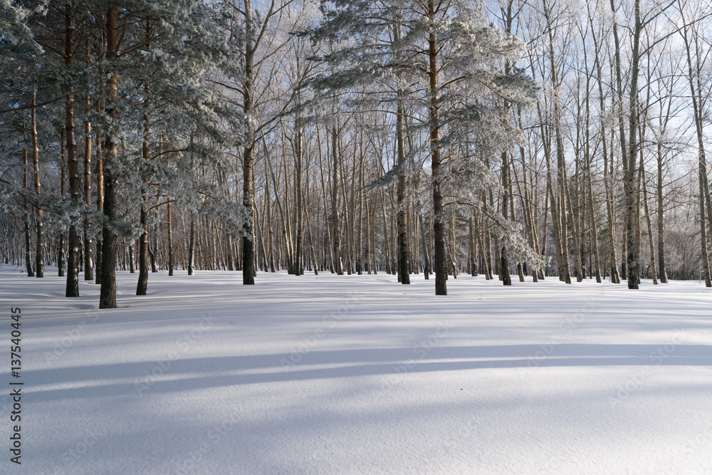 Fototapeta premium Beautiful Winter Forest or Park in Snow