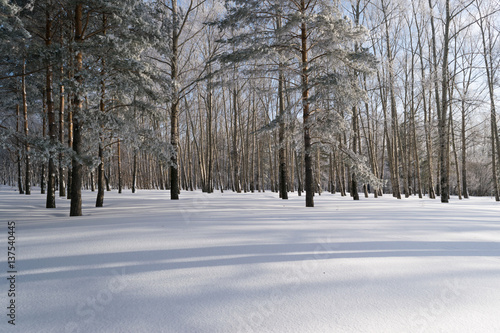 Beautiful Winter Forest or Park in Snow © ange1011