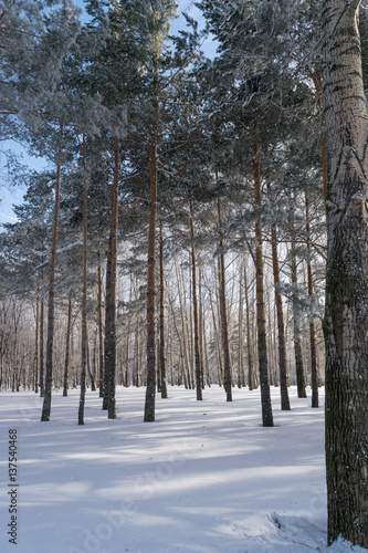 Beautiful Winter Forest or Park in Snow