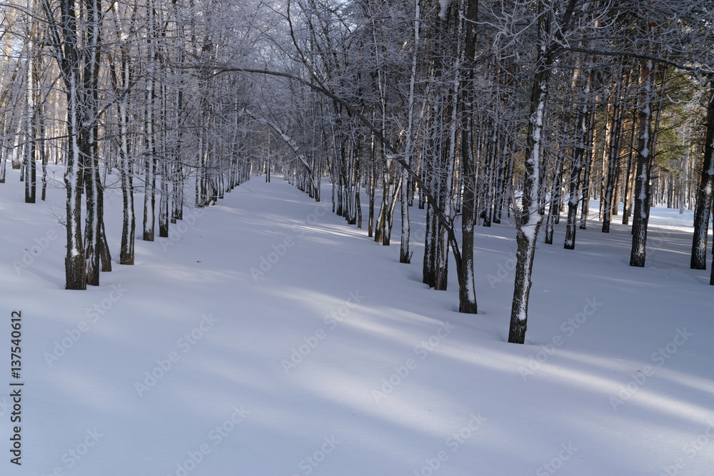 Fototapeta premium Beautiful Winter Forest or Park in Snow