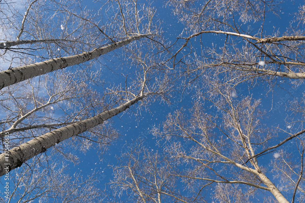 Winter Photo of Blue Sky Surrounded by the Treetops Winter Photo of Blue Sky Surrounded by the Treetops