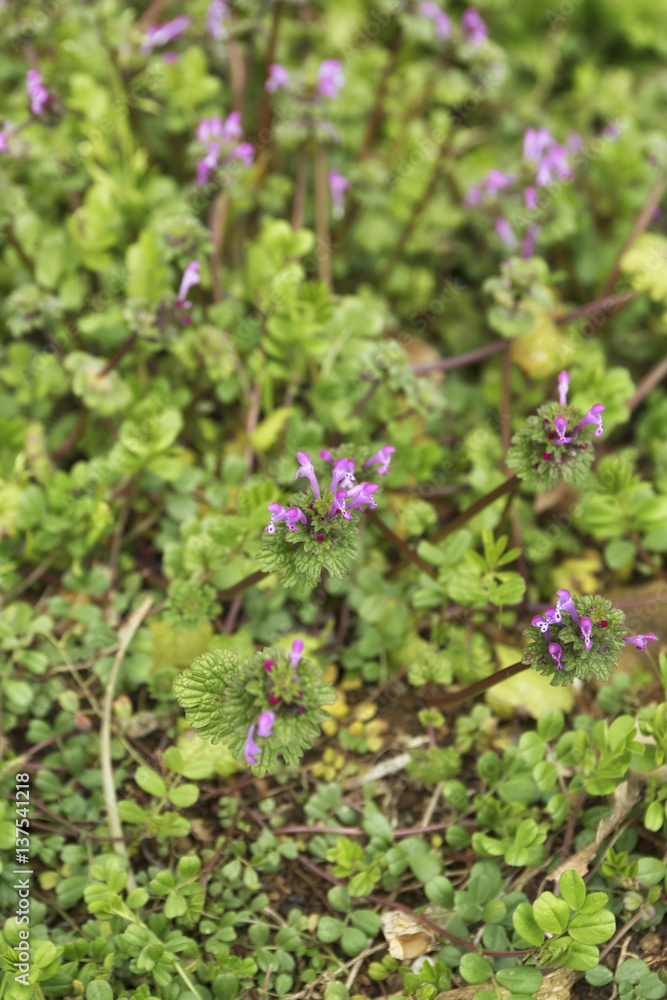 Lamium amplexicaule / Flowers bloomed at the entrance of the mountain path