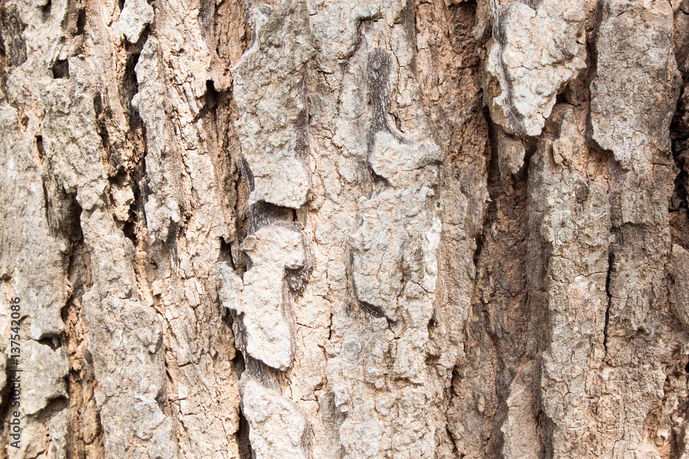 Tree bark texture background Tree bark texture background