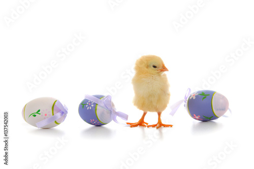 Fluffy little yellow chicken and Easter eggs on a white background. © Elena Blokhina