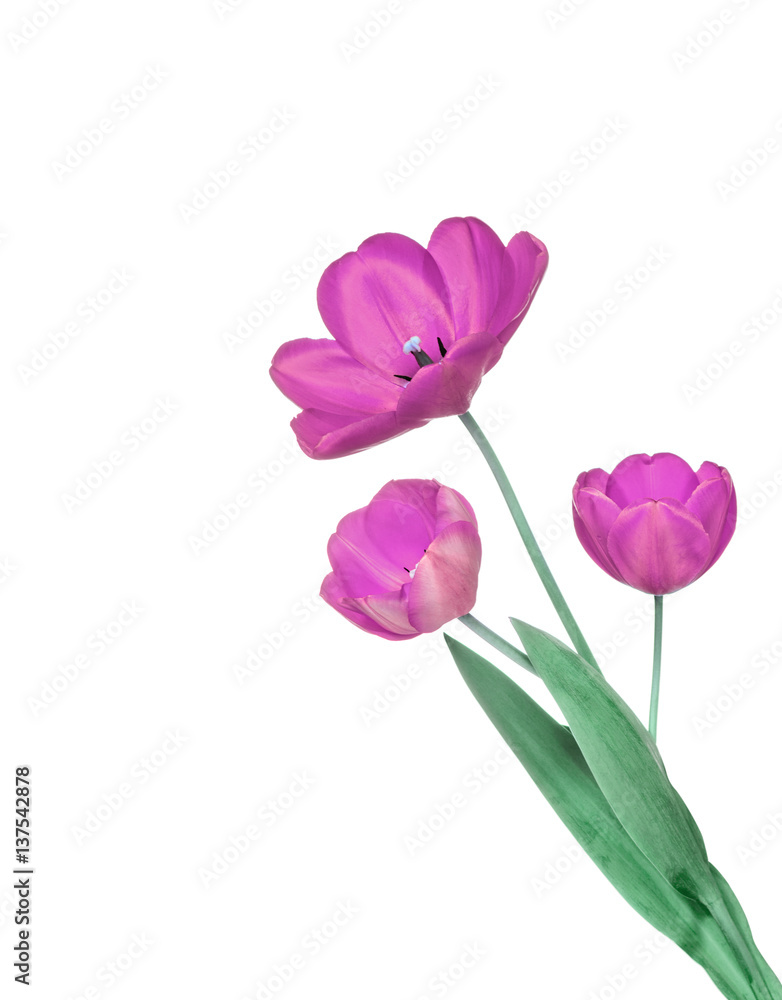 Purple tulips isolated on a white background