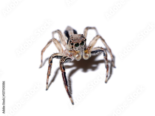 Jumping Spider on white background. © noppharat