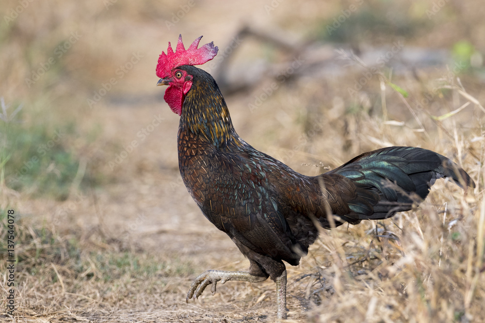 Fototapeta premium Image of chicken on nature background. Farm Animals.