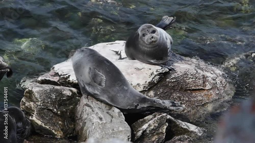 Baikal seals resting on rocks Ushkaniye Islands. Lake Baikal in Siberia is home to the only landlocked freshwater seals in the world, the nerpa. They're the smallest of the true seals