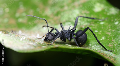 Ant, Black ant on the green leaf © Nuwat
