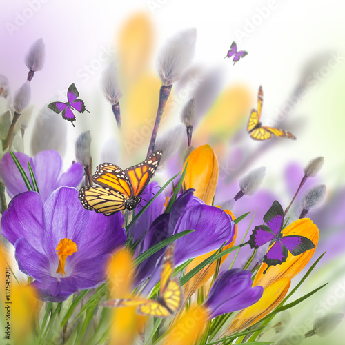 Blue and yellow crocus and snowdrops with willow. Butterflies on the backgrou...