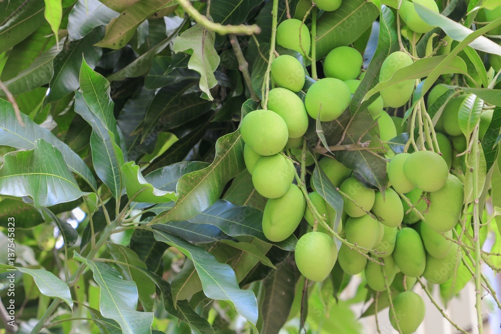 Mango bunch Select focus with shallow depth of field with copy space Mango bunch Select focus with shallow depth of field with copy space