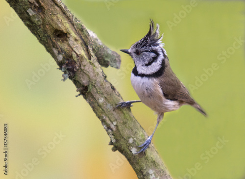 Crested tit (Parus cristatus) on a branch